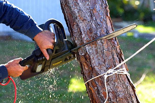 How Our Tree Care Process Works  in  Arnold, MD